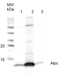 AtpH | ATP synthase subunit c (chloroplastic) in the group Antibodies Plant/Algal / Photosynthesis / ATP synthase at Agrisera AB (Antibodies for research) (AS05 071)
